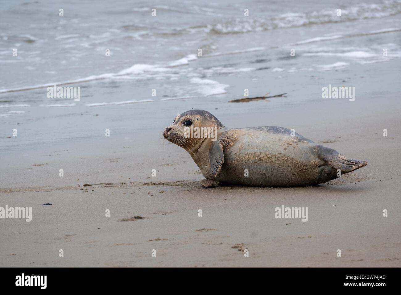 Eine Robbe liegt entspannt am Sandstrand in der Nähe des Meeres Stockfoto