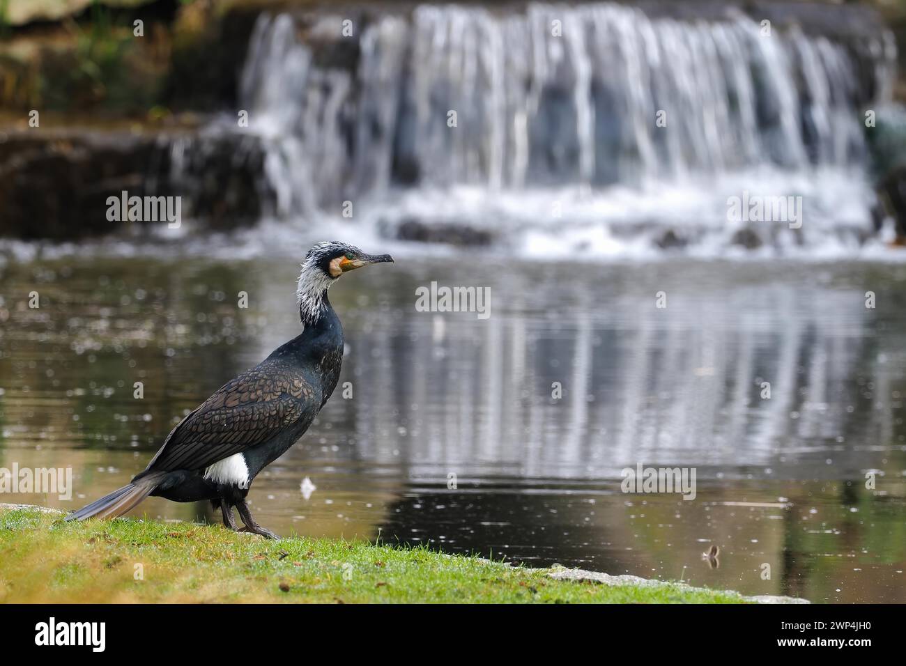 Großer Kormoran (Phalacrocorax carbo) im prächtigen Gefieder vor einem sanften Wasserfall auf einer Wiese, wirkt beruhigend, Hessen, Deutschland Stockfoto