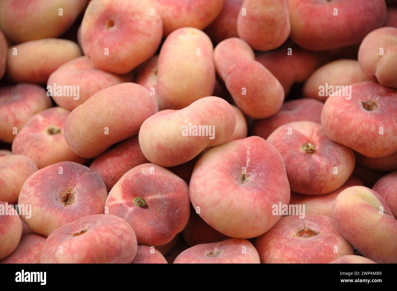Teller Pfirsich, Pfirsich (Prunus persica 'Saturne') Stockfoto