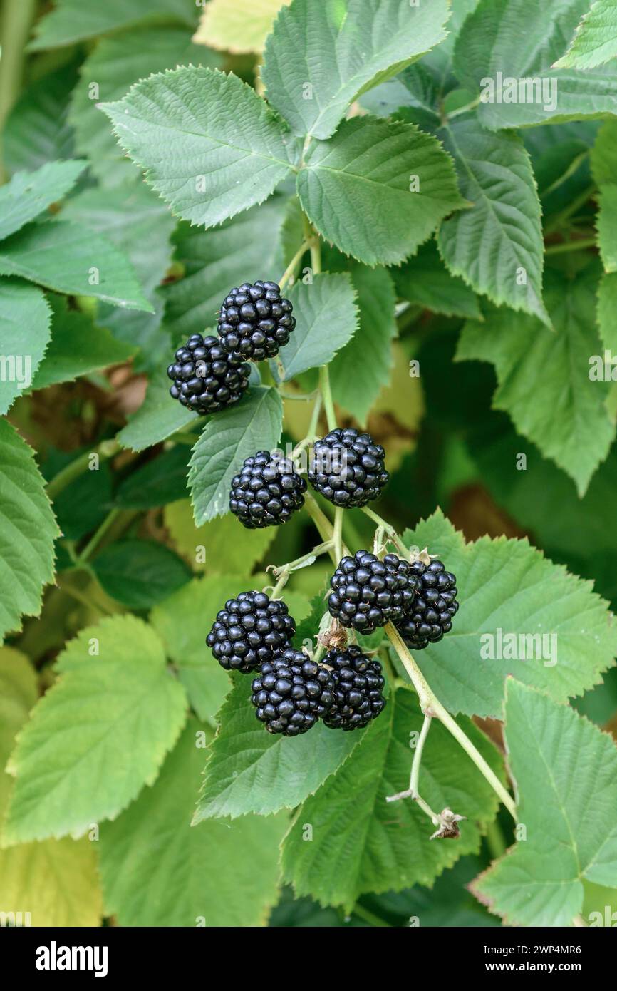 Thornless brombeere (Rubus fruticosus 'Chester Thornless'), Bundessortenamt, Testzentrum Wurzen, Wurzen, Sachsen, Deutschland Stockfoto