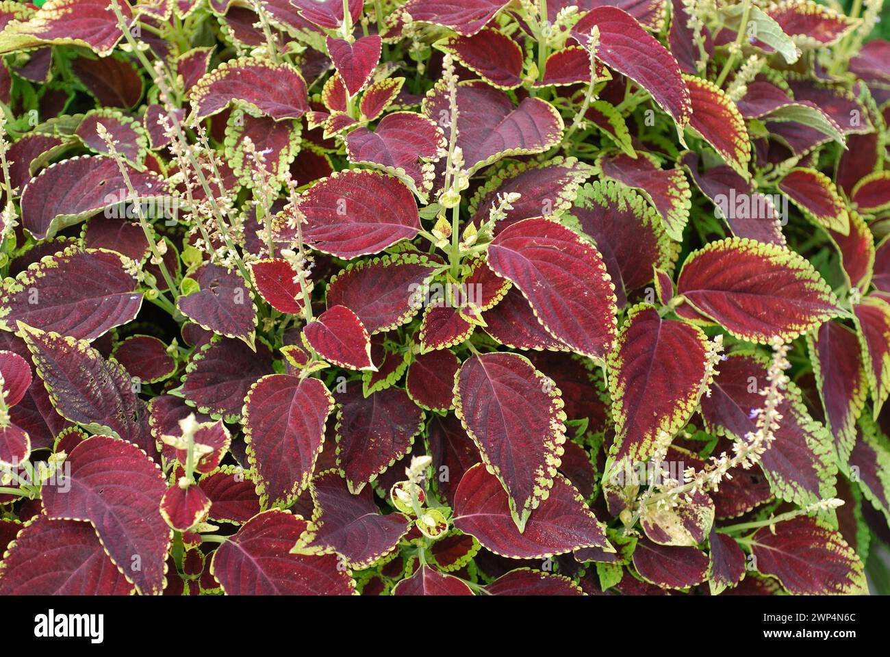 Coleus blumei „Feuerball“ Stockfoto
