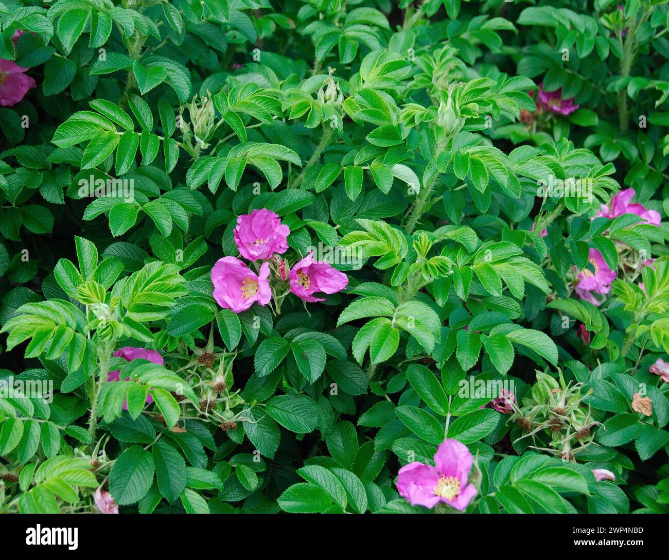 Rosa rugosa Stockfoto