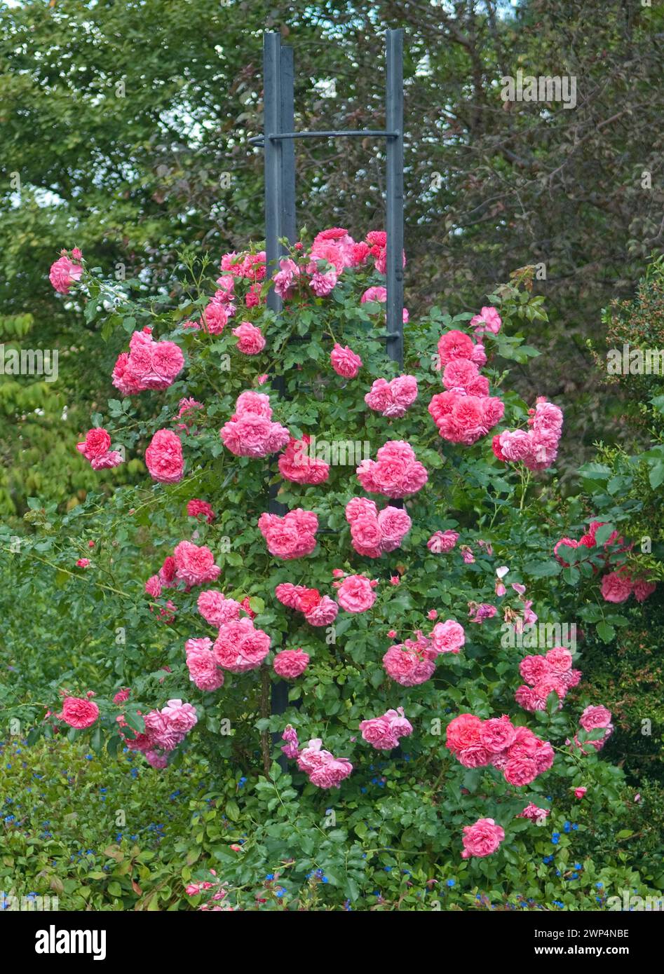 Rose rosa rosarium uetersen Fotos und Bildmaterial in hoher Auflösung