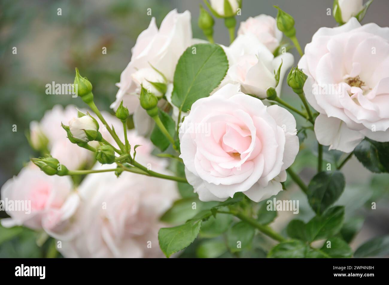 Bodendeckelrose (Rosa ASPIRIN ROSE), Rosen Tantau, Uetersen, Schleswig-Holstein, Deutschland Stockfoto