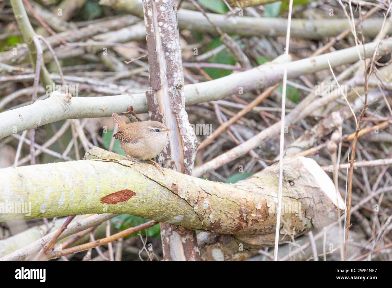 Ein kleiner Wren Vogel UK (Troglodytes troglodytes) liegt in einem Haufen aufgebrochener Äste. Yorkshire, Großbritannien im Frühjahr. Stockfoto