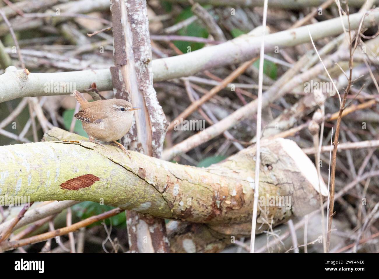 Ein kleiner Wren Vogel UK (Troglodytes troglodytes) liegt in einem Haufen aufgebrochener Äste. Yorkshire, Großbritannien im Frühjahr. Stockfoto