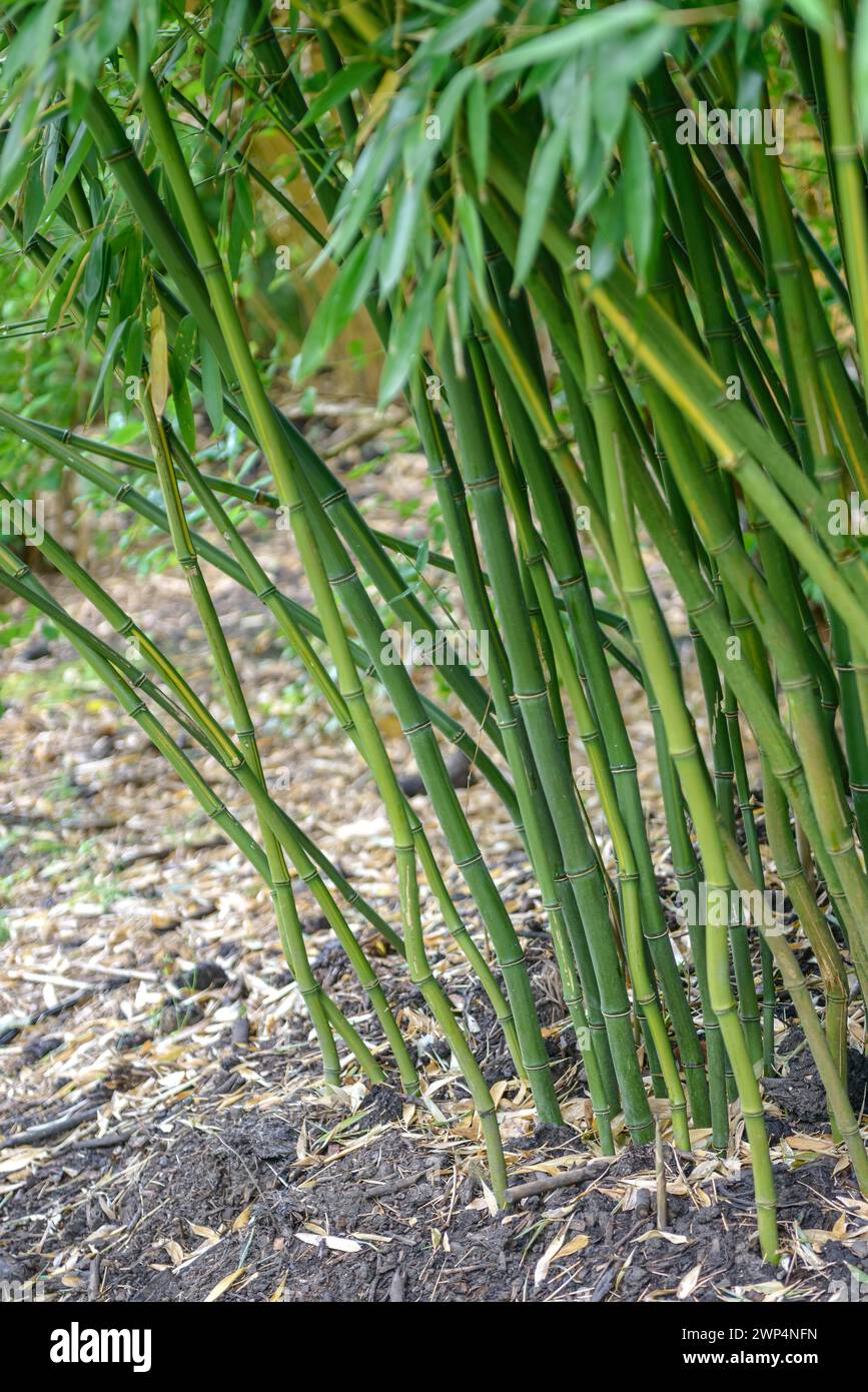 Bambus (Phyllostachys Aureosulcata), Vereinigtes Knigreich Stockfotografie  - Alamy