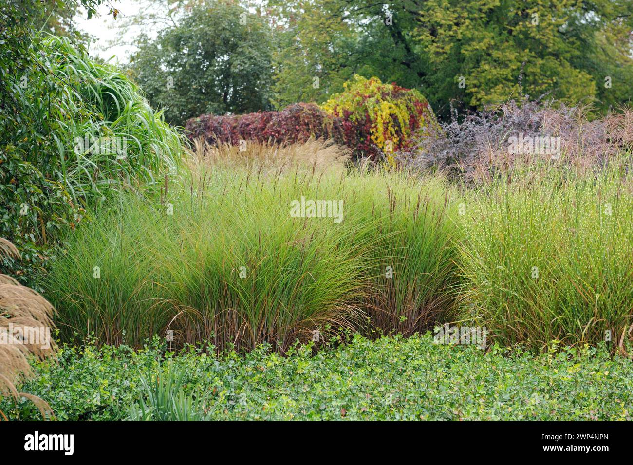 Grasgarten, chinesisches Schilf (Miscanthus sinensis „Gracillimus“), Stachelgras (Miscanthus sinensis „Strictus“), chinesisches Riesenschild (Miscanthus x Stockfoto