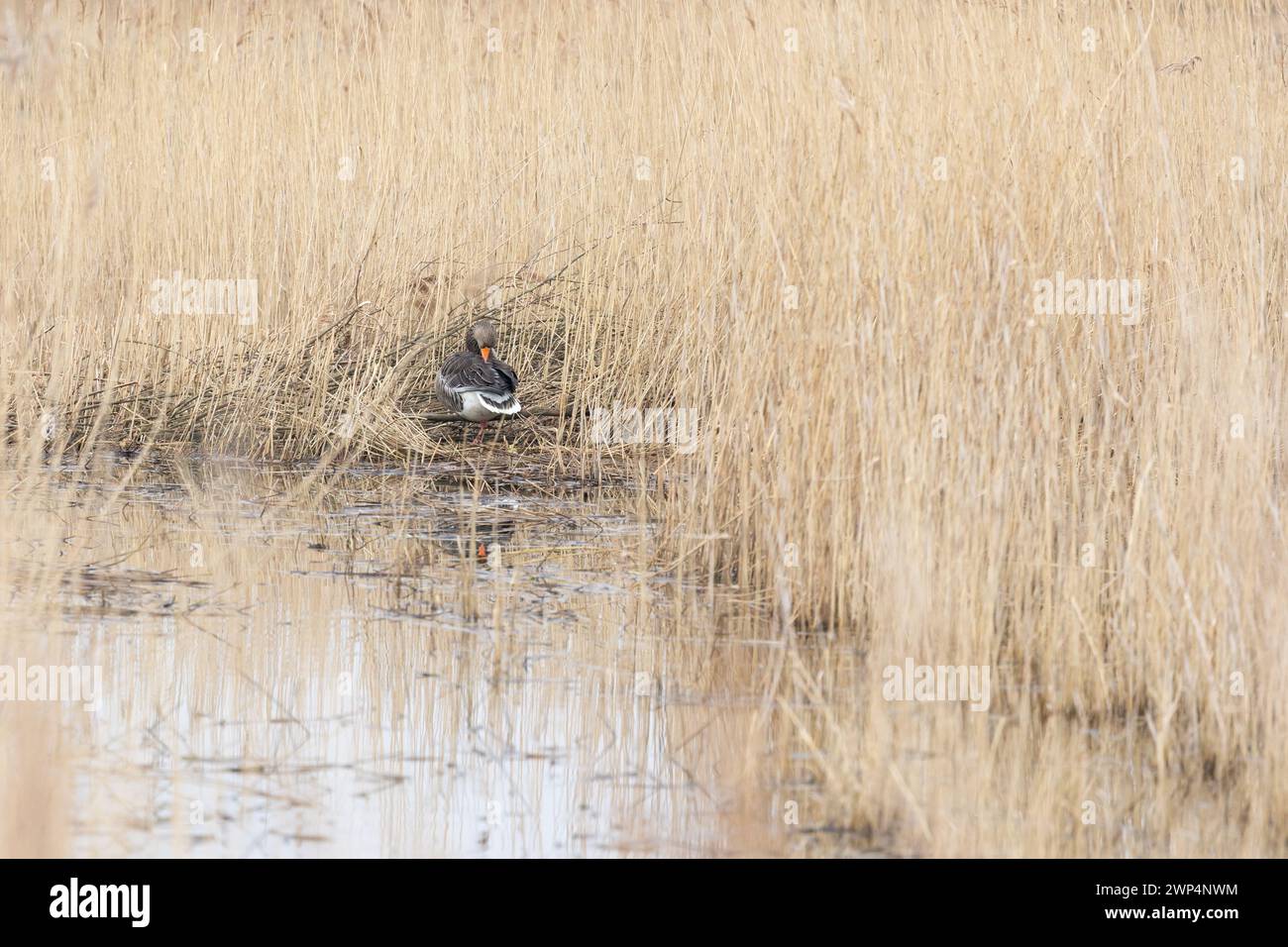 Eine einzelne Graugans (Anser anser), eingebettet zwischen dem Schilf, neben dem Wasser. Yorkshire, Großbritannien im Frühjahr Stockfoto