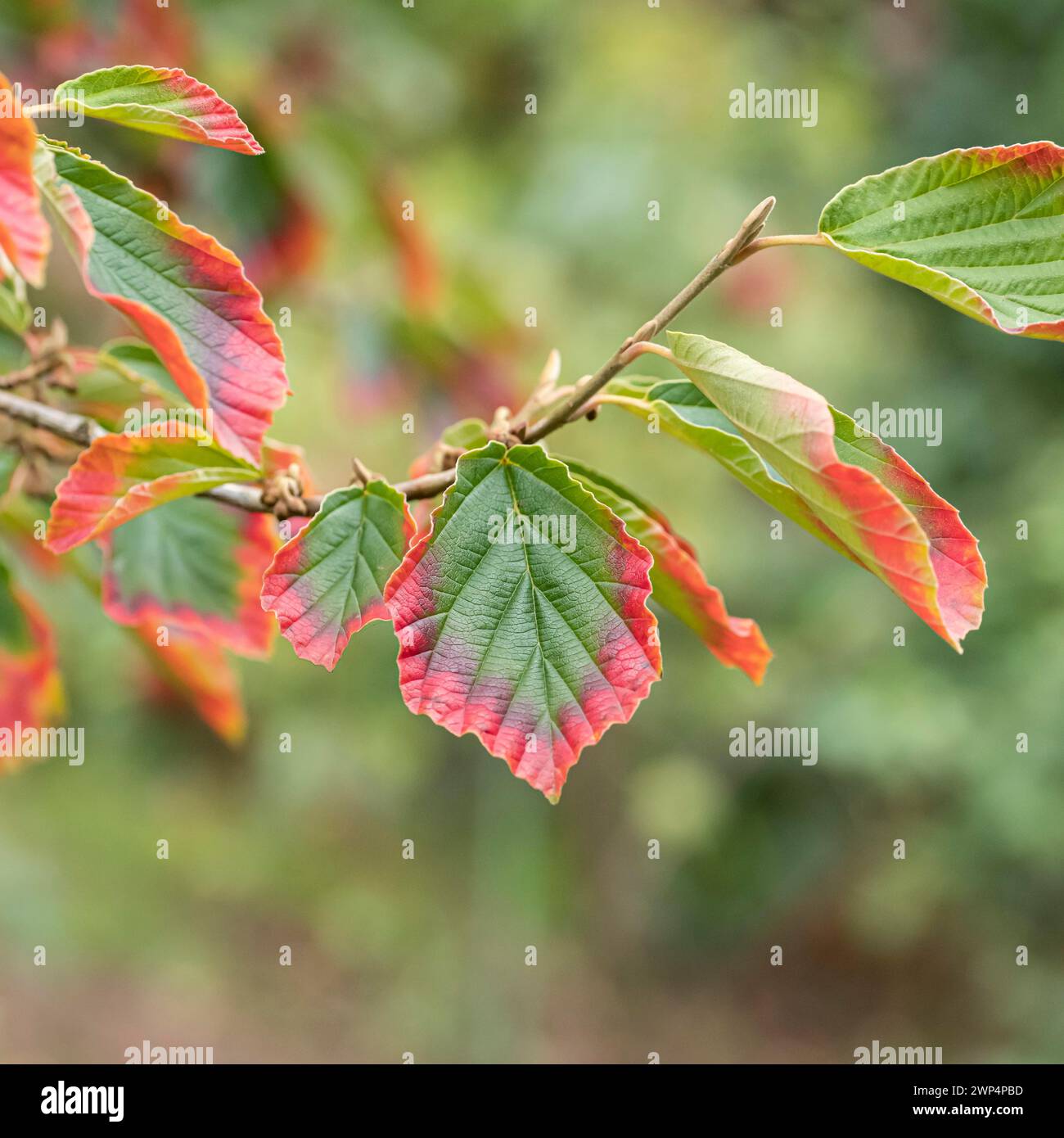 Hamamelis x intermedia „Arnold Promise“, Anchers Havecenter, Chemnitz, Sachsen, Deutschland Stockfoto