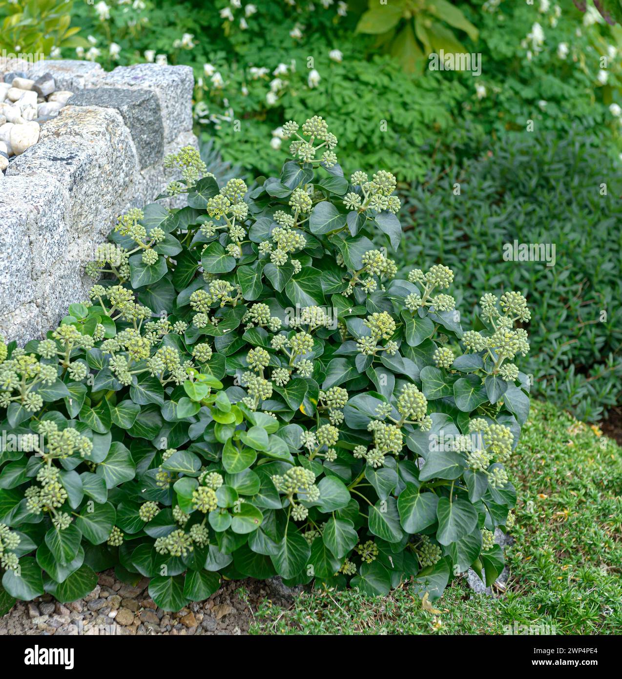 Straucheifeu (Hedera Helix 'Arbori Compact'), Anchers Havecenter, Laussnitz, Sachsen, Deutschland Stockfoto