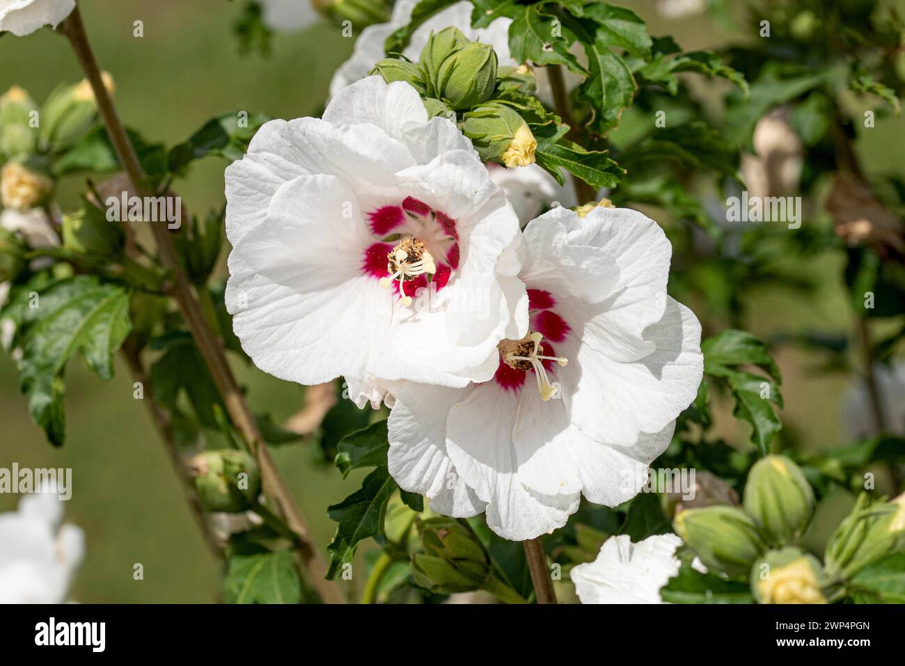 Gartenmarshmallow (Hibiscus syriacus SUP'HEARTR), Anchers Havecenter, Ellerhoop-Thiensen, Schleswig-Holstein, Deutschland Stockfoto