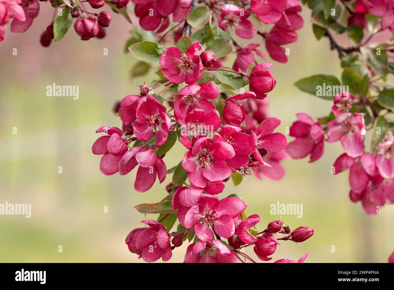Zierapfel (Malus „indische Magie“), Anchers Havecenter, Ditfurt, Sachsen-Anhalt, Deutschland Stockfoto