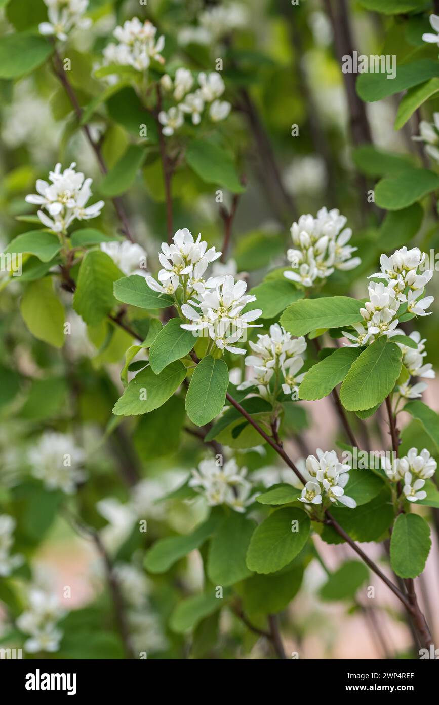 Kolumnar Fels Birne (Amelanchier alnifolia 'Obelisk'), IGA 2017 Berlin, Deutschland Stockfoto