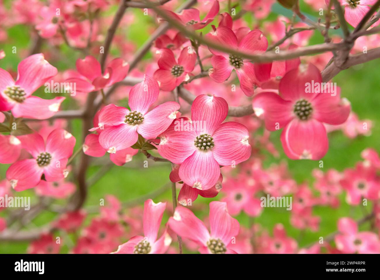 Amerikanisch blühender Hartholz (Cornus florida „Sweetwater“), an den Dorfwiesen 9, Deutschland Stockfoto
