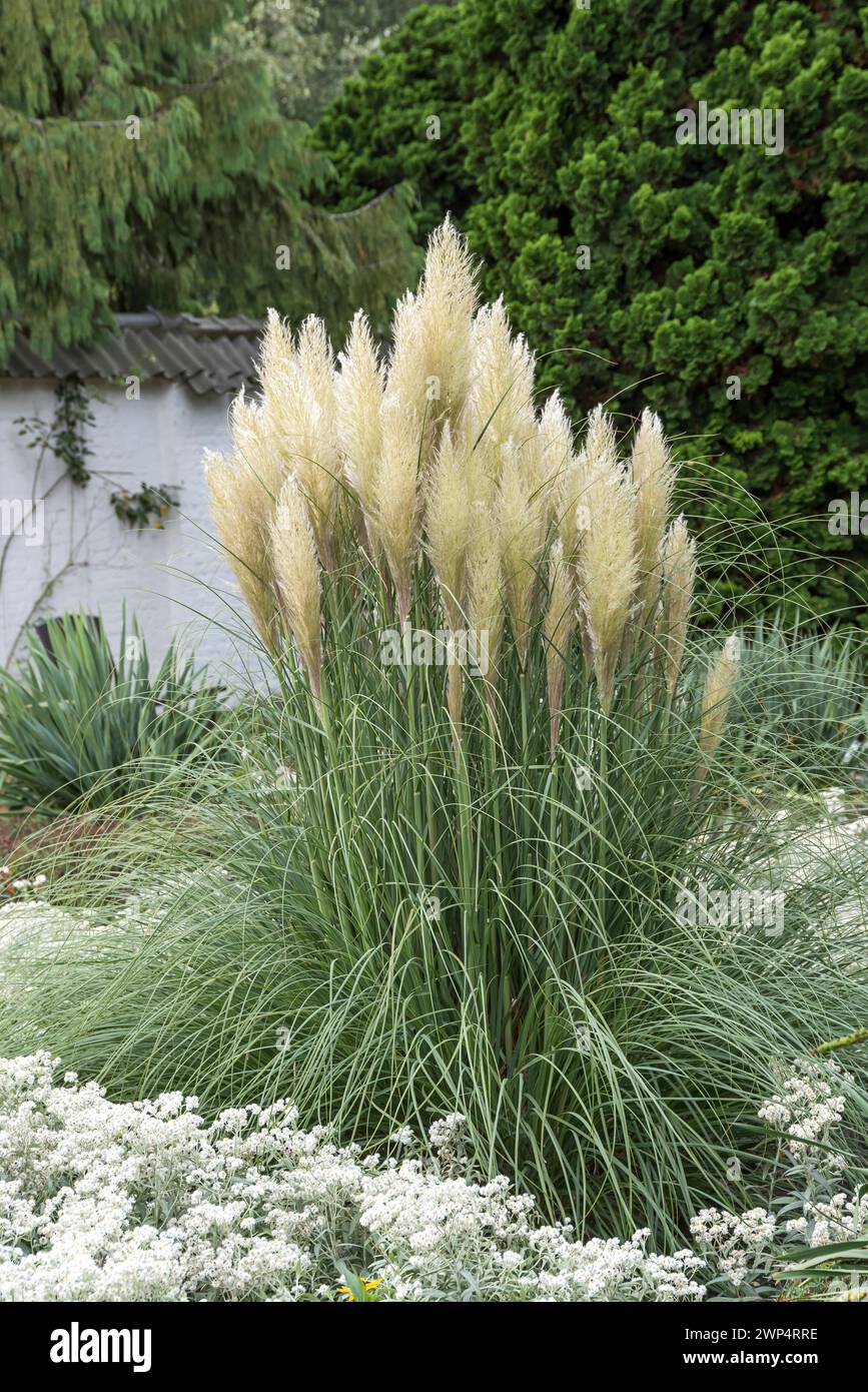 Pampas Gras (Cortaderia selloana 'pumila'), Planten un Blomen Park, Deutschland Stockfoto