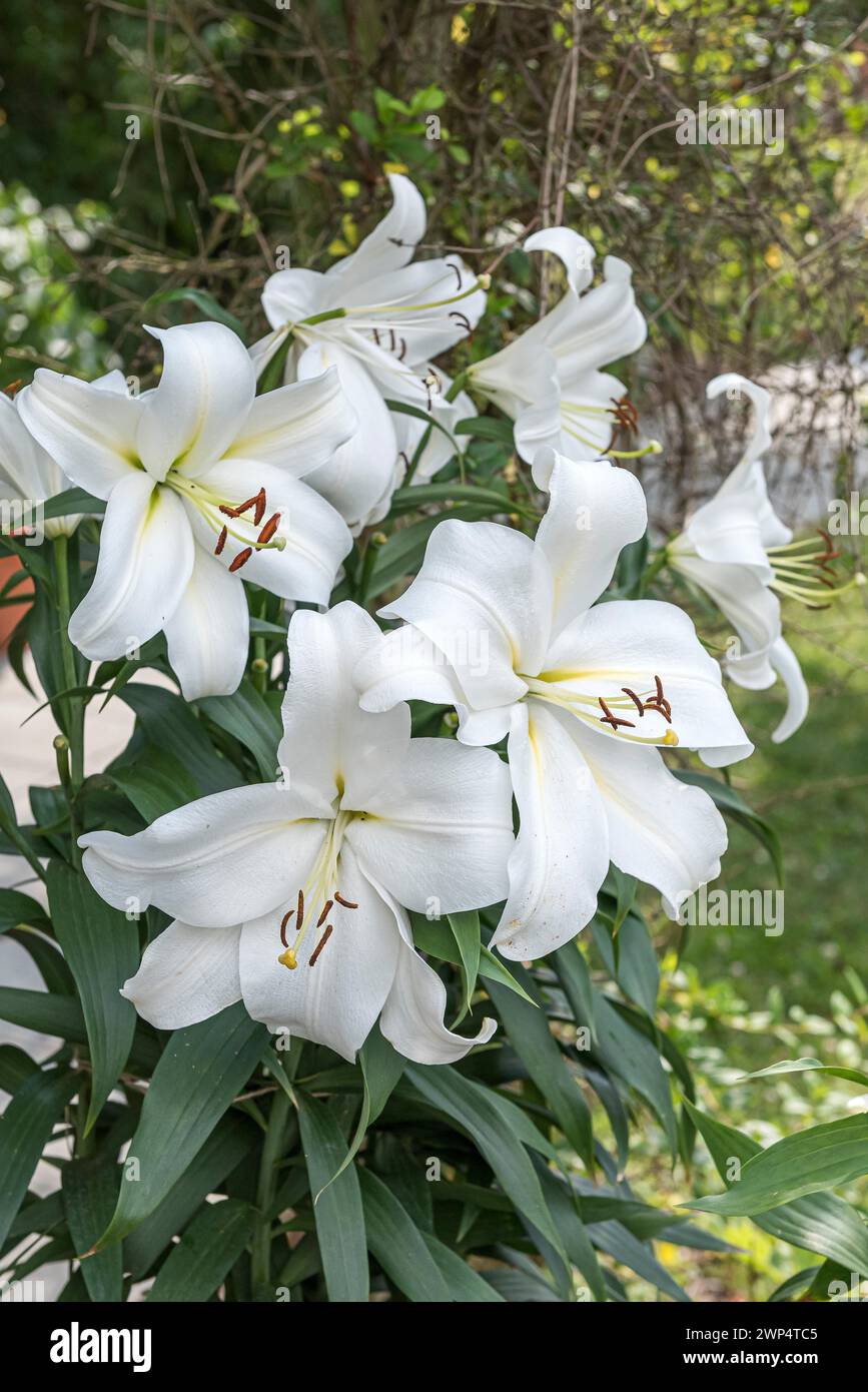 Lily (Lilium 'Gizmo'), Pruhonice Dendrologischer Garten, Tschechische Republik Stockfoto