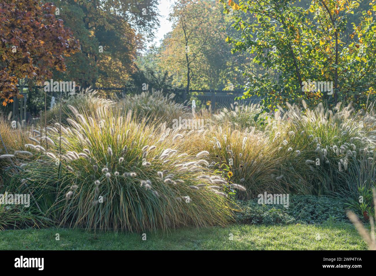 Sommerblumengarten, Lampenreiniger Gras (Pennisetum alopecuroides 'Hameln'), Treptower Park Berlin, Treptower Park, Deutschland Stockfoto