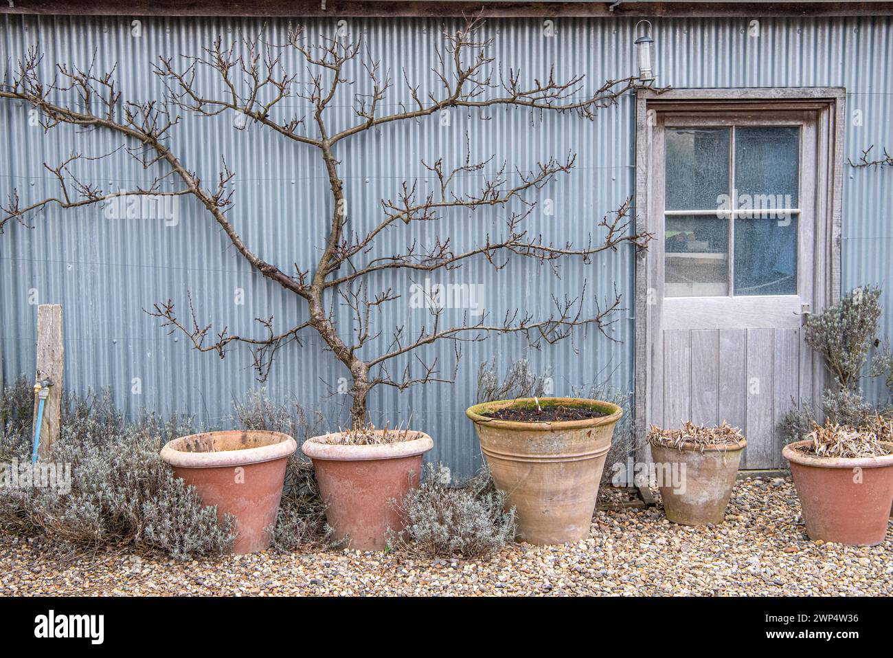 Spalierfrucht, Aprikose (Prunus armeniaca), The Barn Garden, Großbritannien Stockfoto
