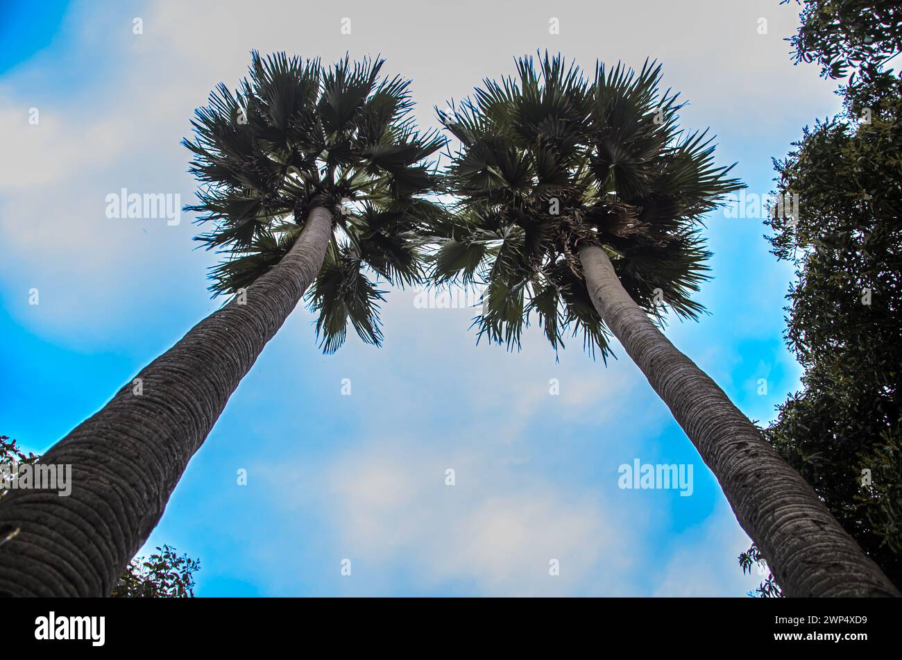 Dieses Paar Kokospalmen wurde im Sommer in Indien geschossen Stockfoto