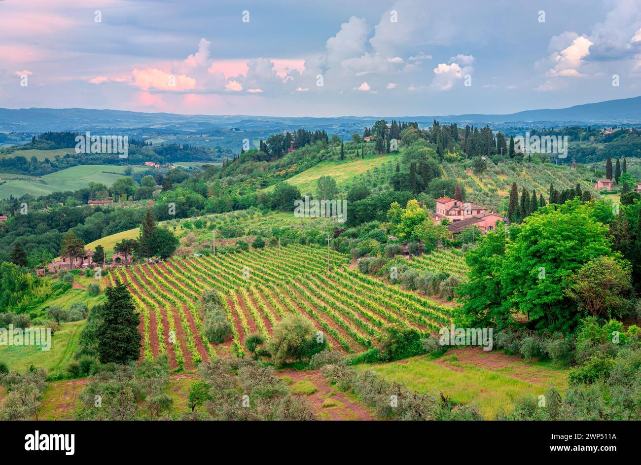 Malerische Landschaft mit Weinbergen in der Toskana, Italien. Foto in der Nähe von San Gimignano. Stockfoto