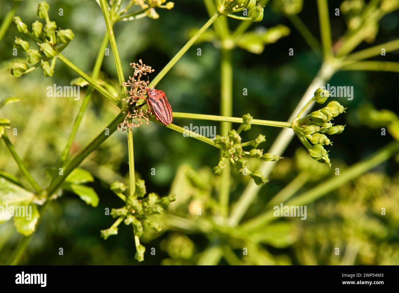 Graphosoma semipunctatum Käfer über grünem Ast, Badajoz, Spanien Stockfoto