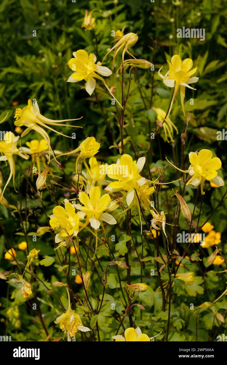 Aquilegia chrysantha „Goldene Säule“ [Wildform] Stockfoto