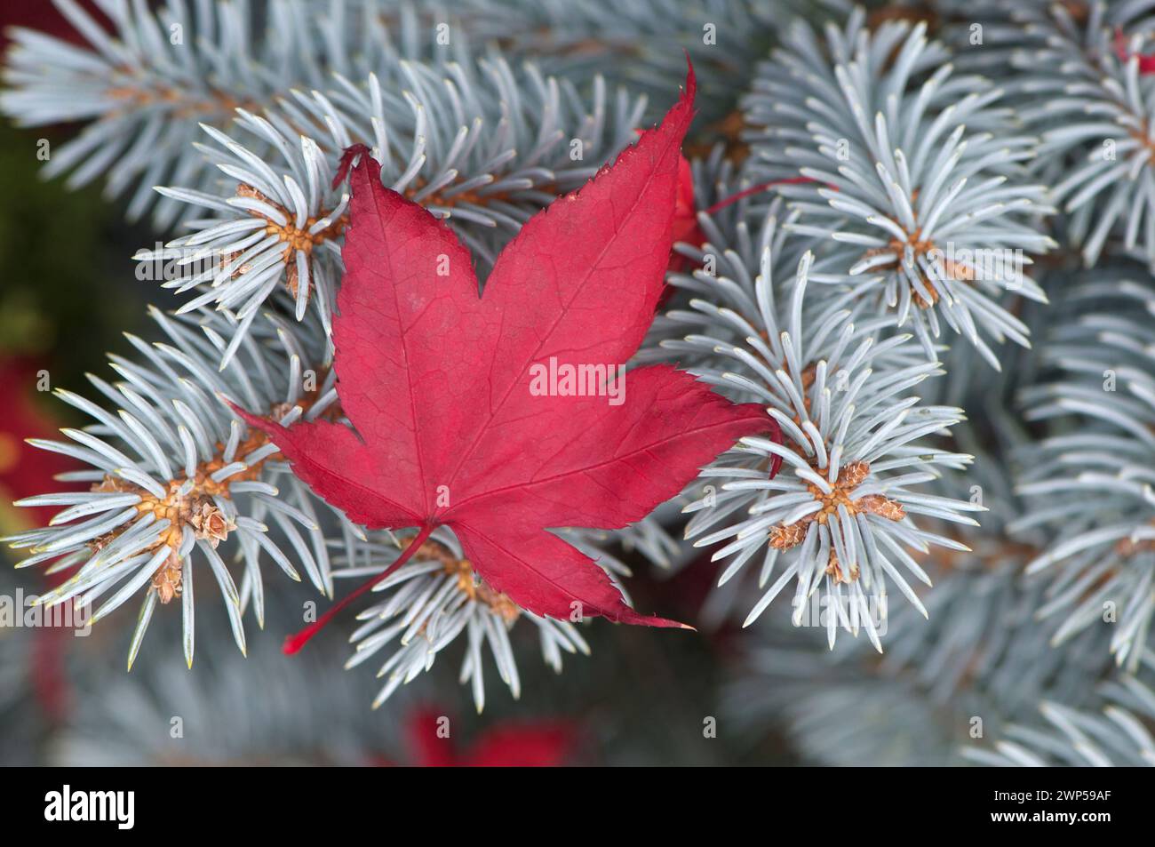 Ein rotes Sweetgum-Blatt (Liquidambar styraciflua) fiel im Herbst auf einen Colorado Blue Fruce Zweig (Picea pungens) in British Columbia, Kanada. Stockfoto