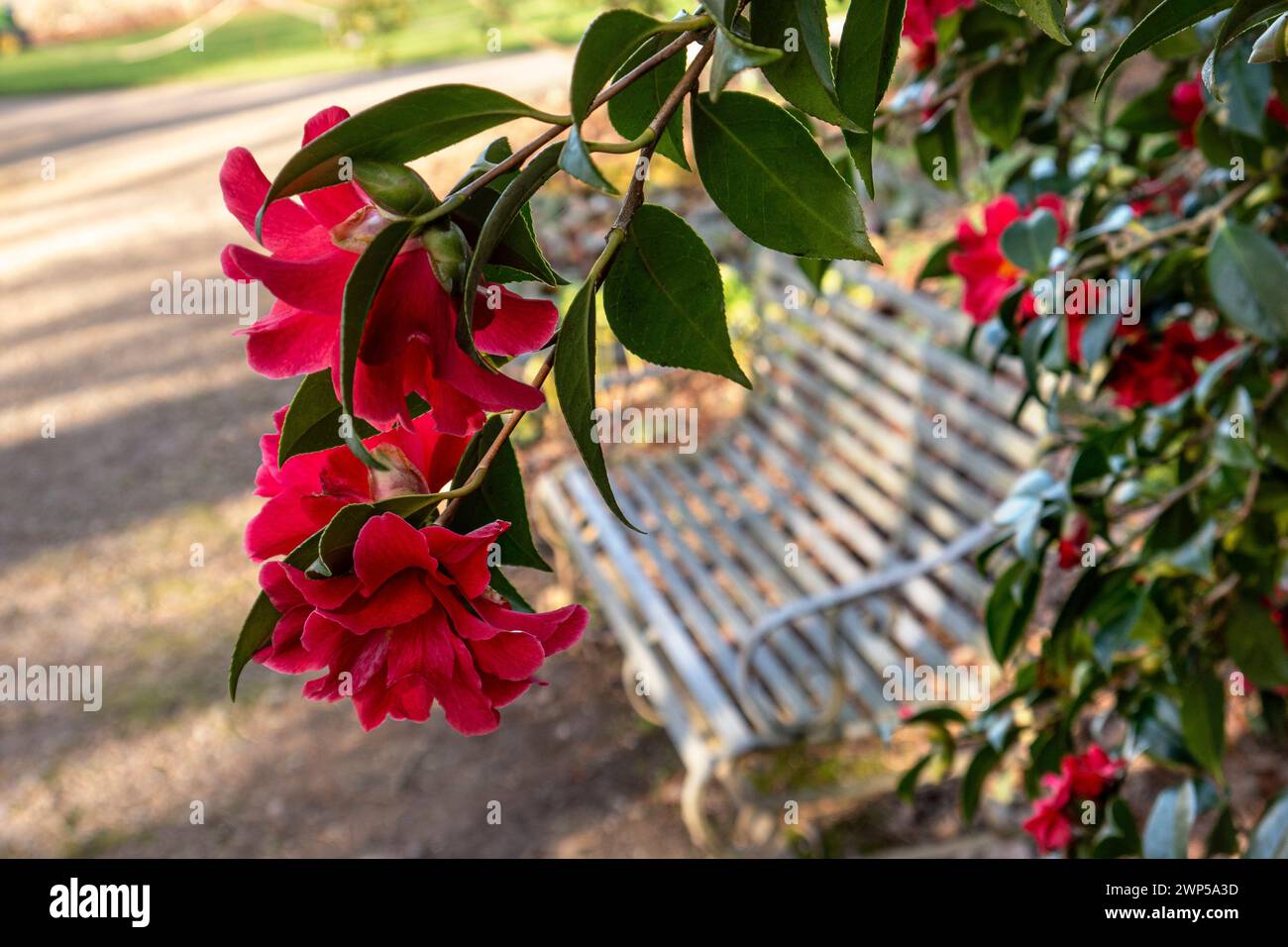 Camellia Japonica Rot bei tiefem Winterlicht am Nachmittag mit traditioneller Gartenbank aus weißem Metall dahinter. Ruhiger, reflektierender Ort der Besinnung. Kamelien Japonica die rote Familie Theaceae blüht zwischen Januar und März gewöhnliche Kamelien oder japanische Kamelien Stockfoto