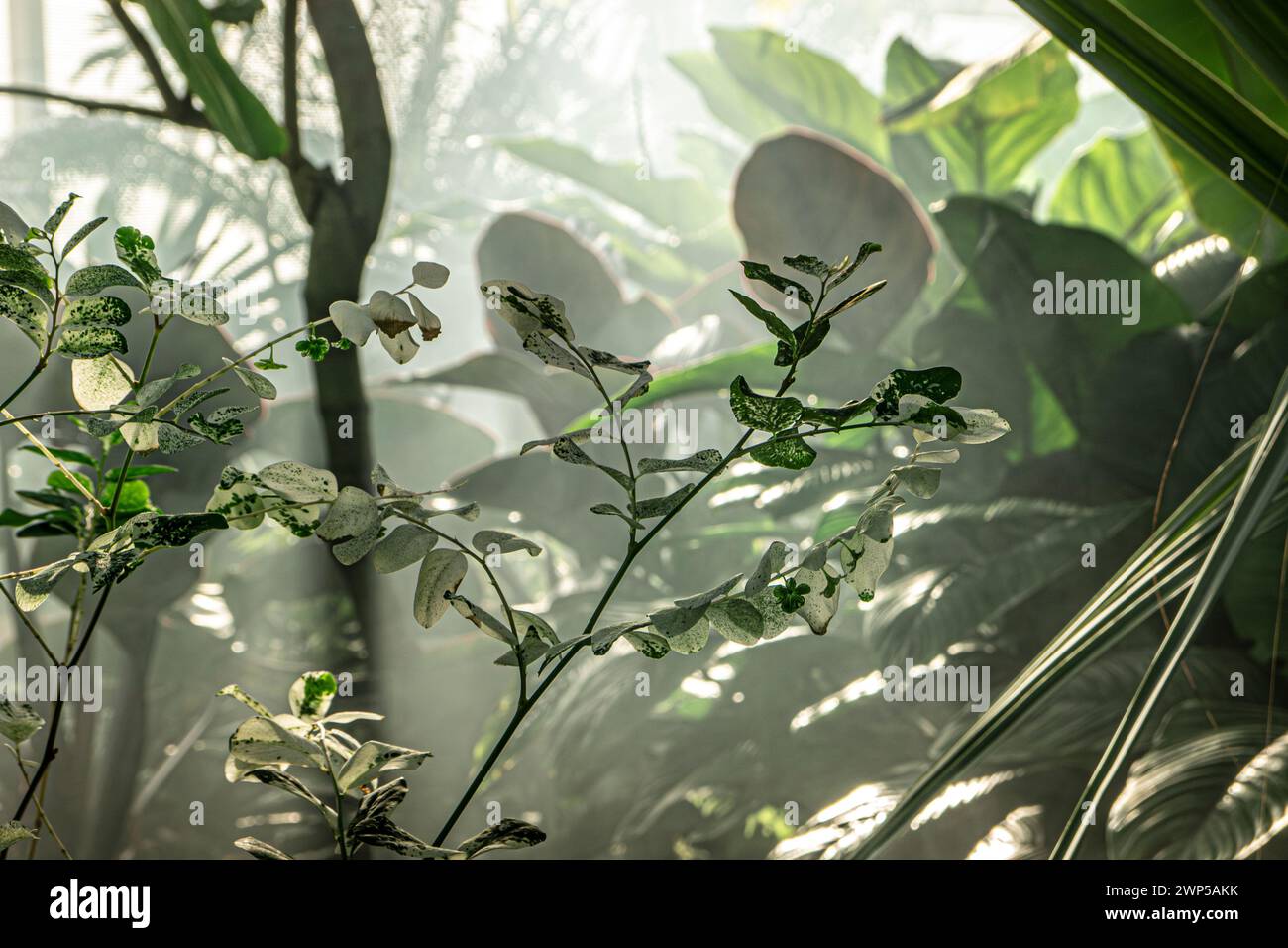 Breynia disticha ist eine Pflanze aus der Familie Phyllanthaceae, die bei heißen tropischen Bedingungen im Morgennebel auftritt. PlantaeTracheophyten Angiosperms Eudicots Rosids Malpighiales Phyllanthaceae Breynia. Breynia nivosa besitzt analgetische, entzündungshemmende und antimikrobielle Eigenschaften Stockfoto