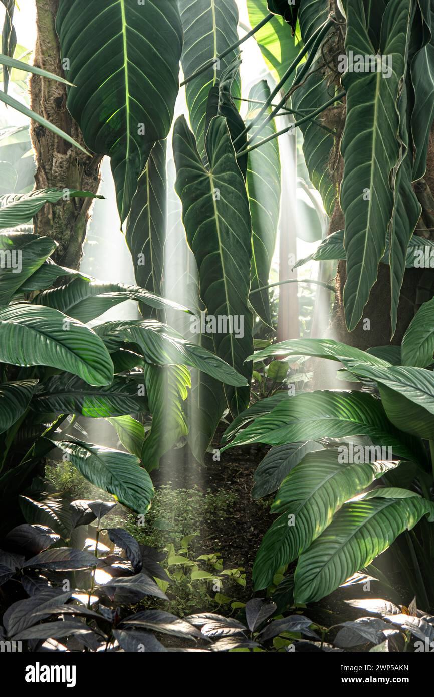 Philodendron melanochrysum der Familie der Araceae. Heißes tropisches, feuchtes Dschungelklima mit Lichtwellen, die durch den Morgennebel beleuchtet werden. Mit einer Vielzahl von heißen Hauspflanzen im Vordergrund Stockfoto