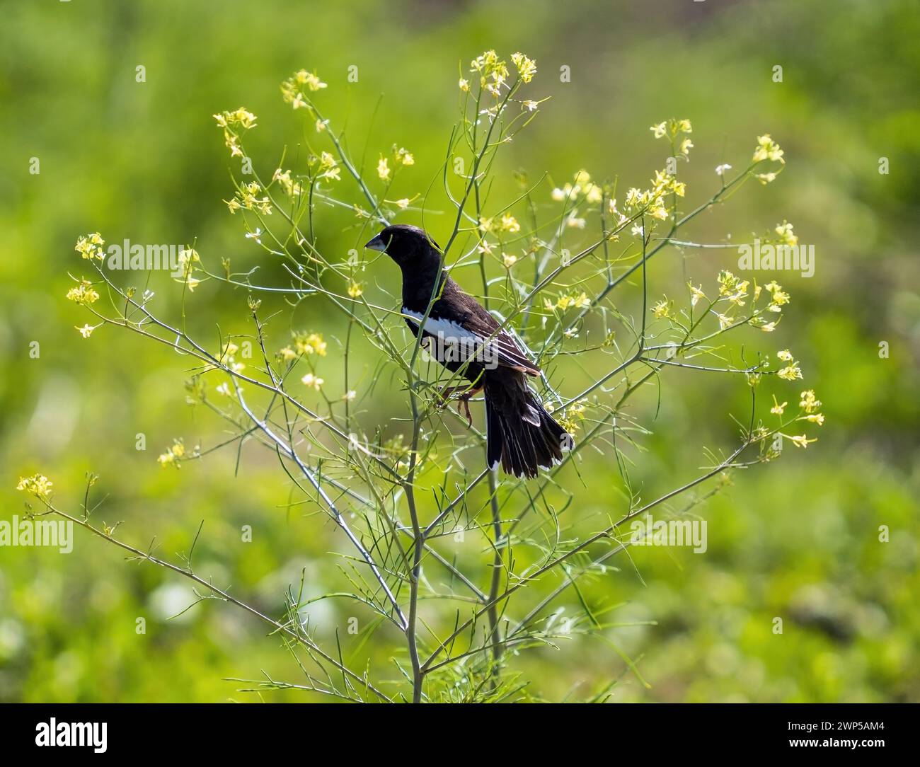Im Frühjahr im Rocky Mountain Arsenal Wildlife Refuge in Colorado thront ein Lark Bunting auf einer zarten blühenden Wildblume. Stockfoto