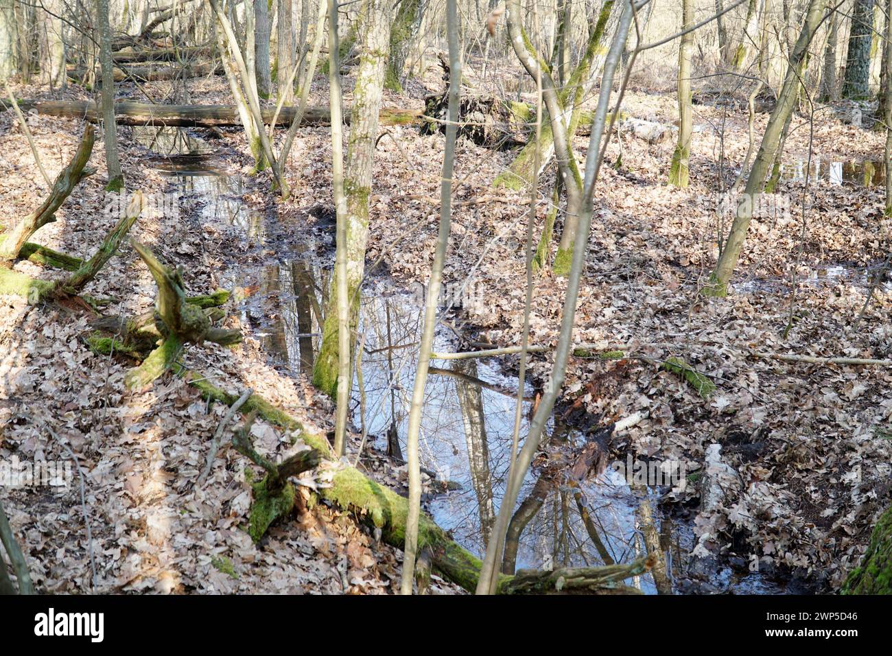Sumpf im Kampinos Forest, Polen Stockfoto