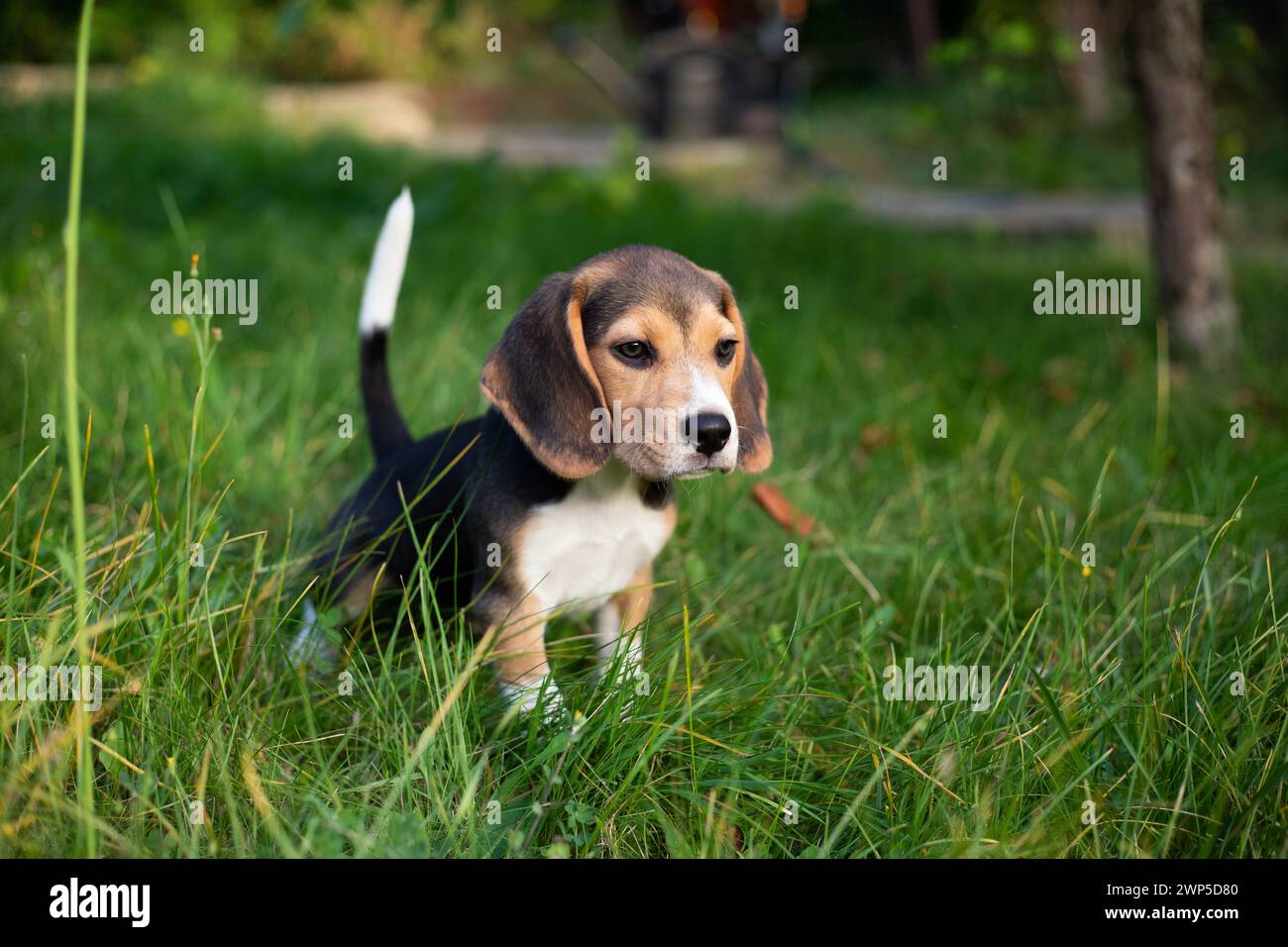 Junger Biggle-Hund, der draußen im Garten spielt. Stockfoto