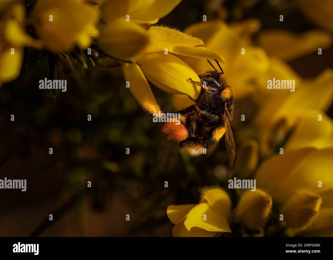 Hummeln sammeln Pollen aus Gorsenblüten Stockfoto