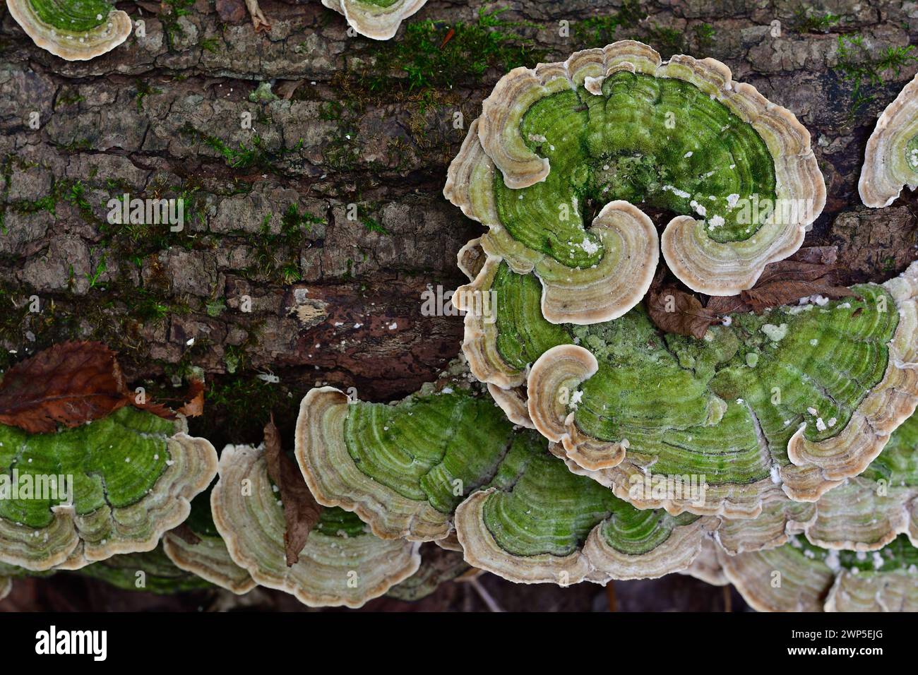 Regalpilze auf Holzstämmen. Grüner Pilz. Polyporen. Algenbedeckte Pilze auf einem verrottenden Stamm Stockfoto