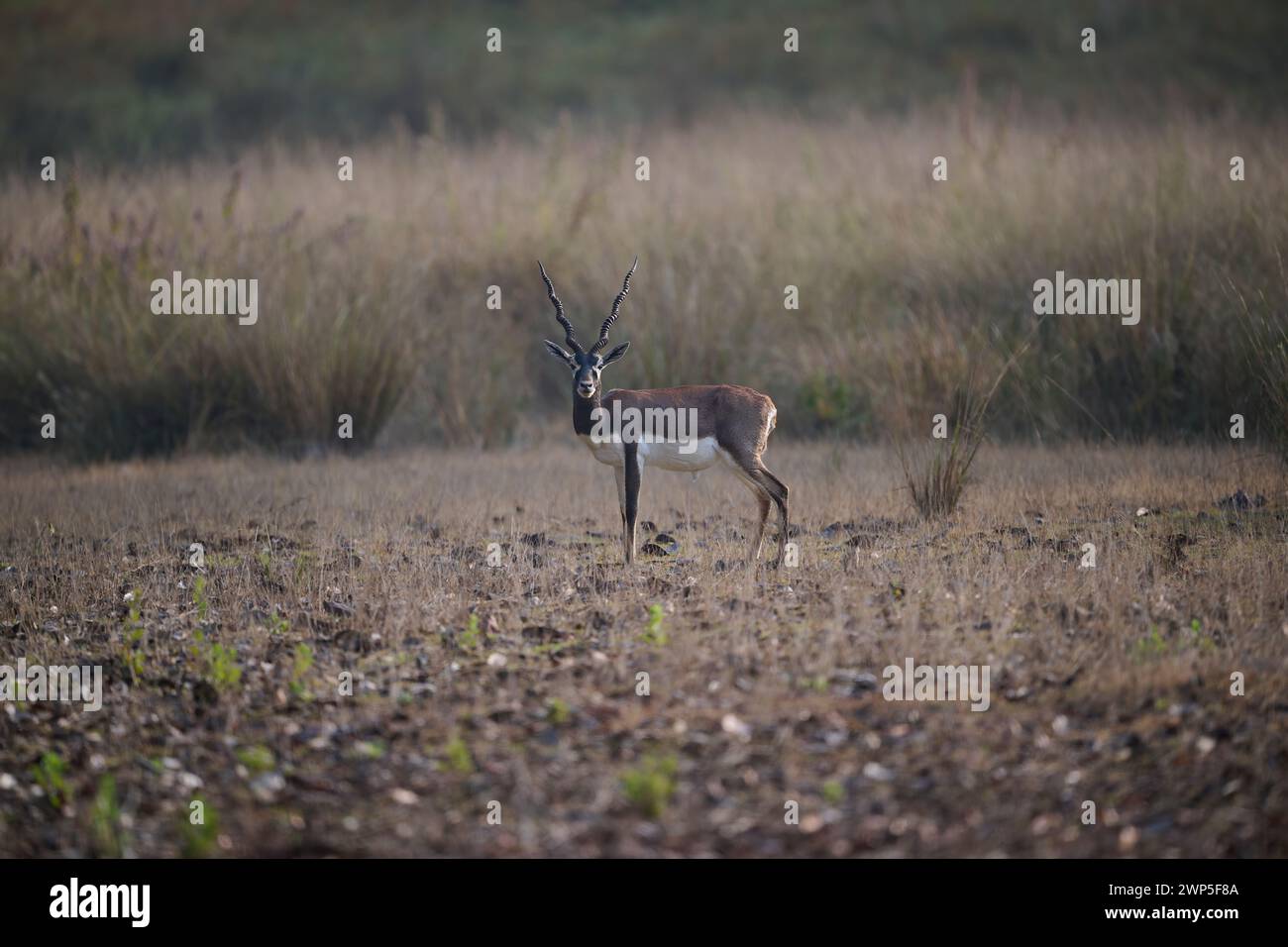 Blackbuck, Kanha-Nationalpark, Indien Stockfoto