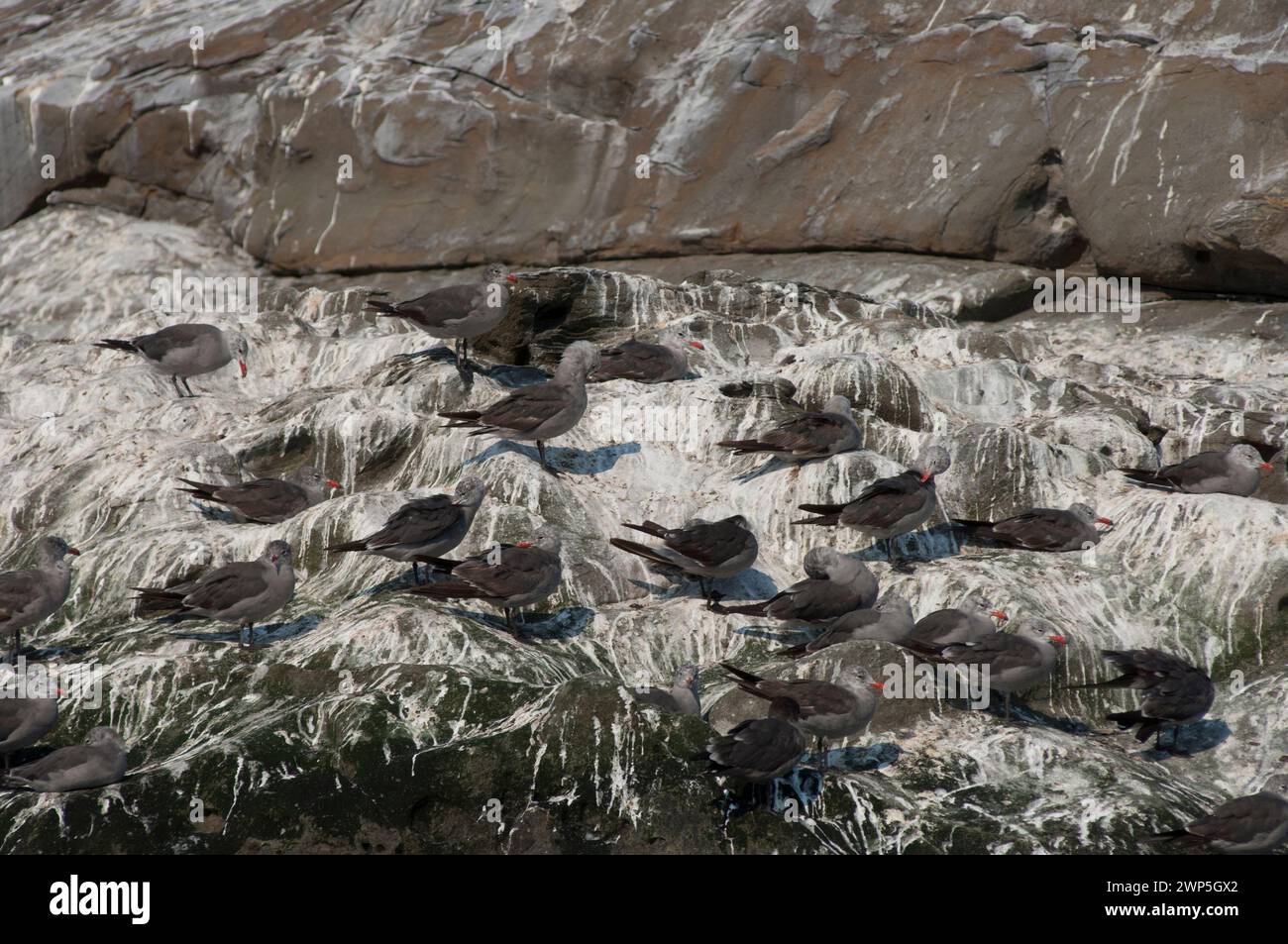 Heermanns Möwe Larus heermanni liegt auf Felsen, die von Seevögeln bedeckt sind, und die Küste der Golf-Inseln, BC, Kanada, verwüstet Stockfoto