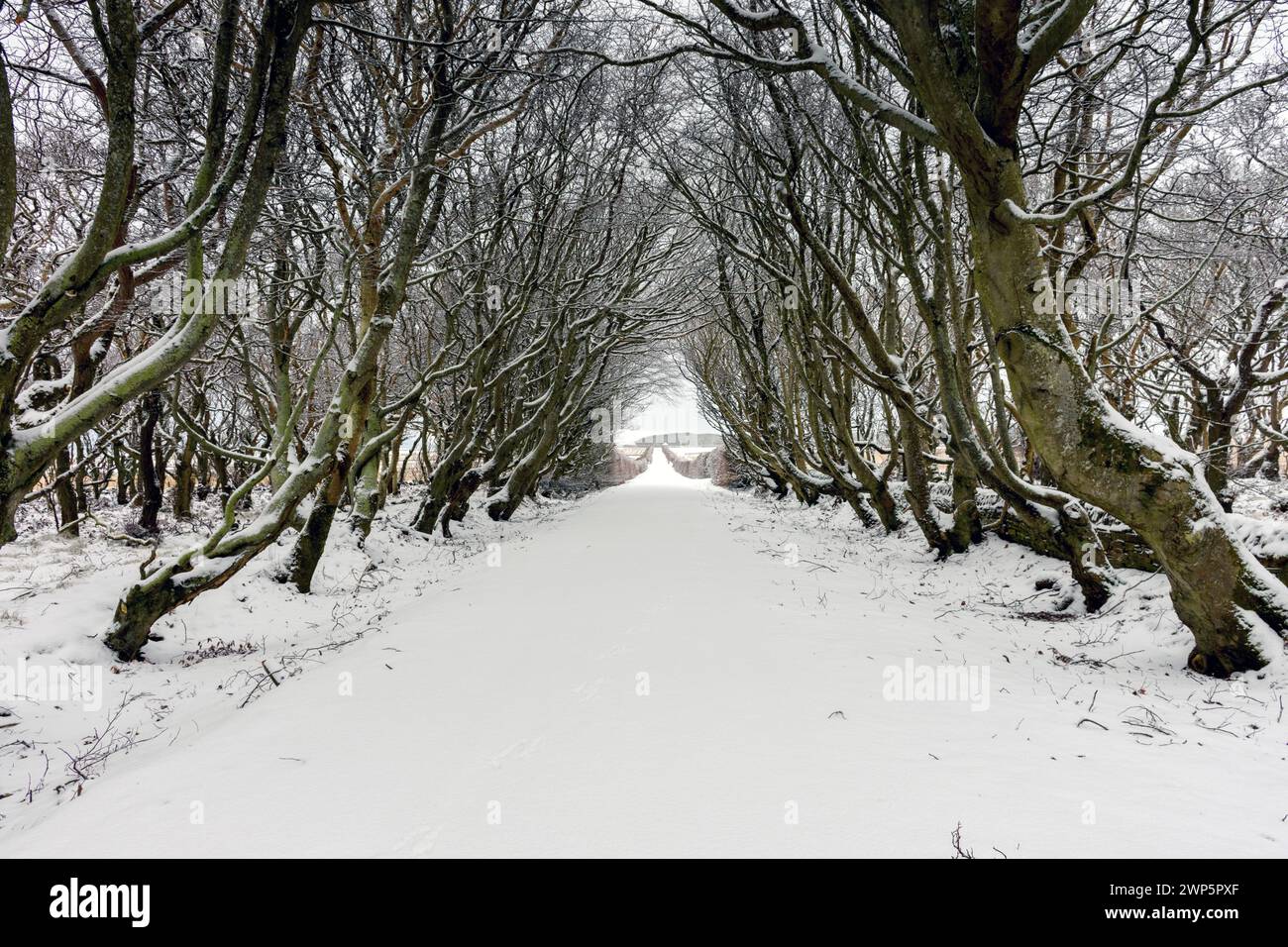 Die Zufahrtsstraße zum Schloss von Mey, nahe Thurso, Caithness, Schottland, Großbritannien Schnee bedeckt im Winter. Stockfoto