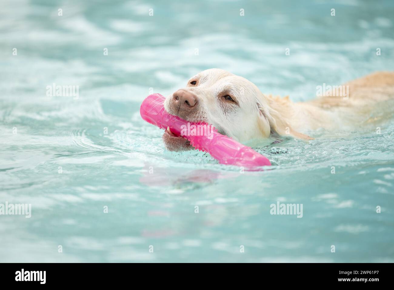 Ein gelber labrador-Retriever, der mit einem rosafarbenen Schwimmerspielzeug spielt Stockfoto