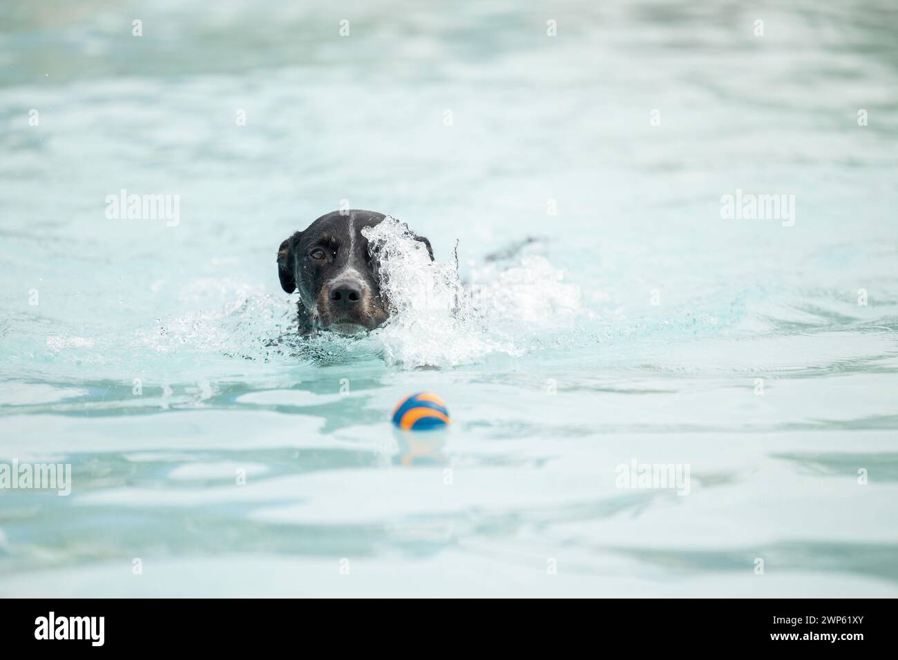 Ein schwarzer Mischhund, der nach einem schwimmenden Ball im Pool spreizt Stockfoto