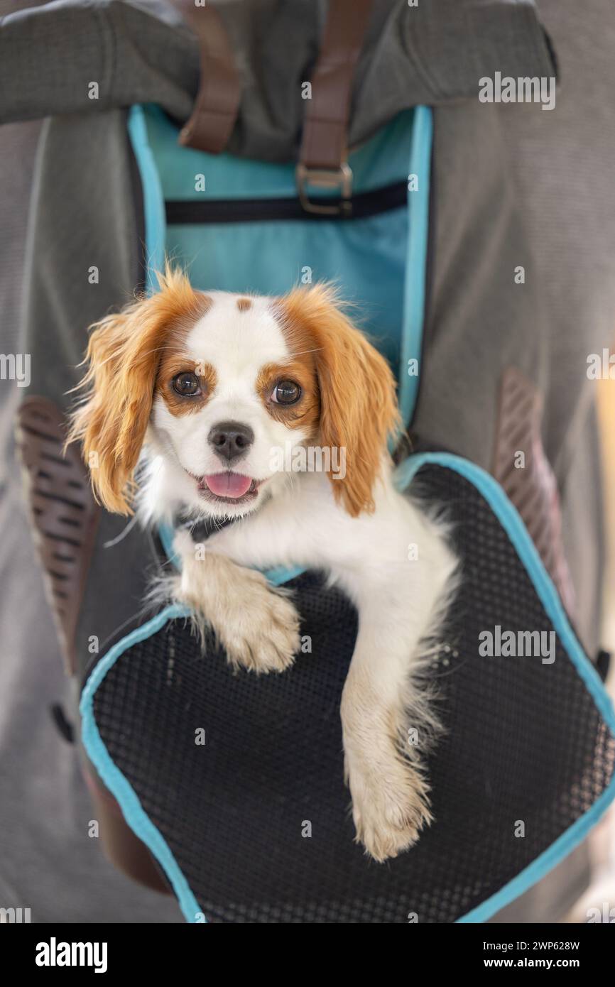 Ein glücklicher Kavalierkönig charles Spaniel sitzt in einem Hundelrucksack Stockfoto