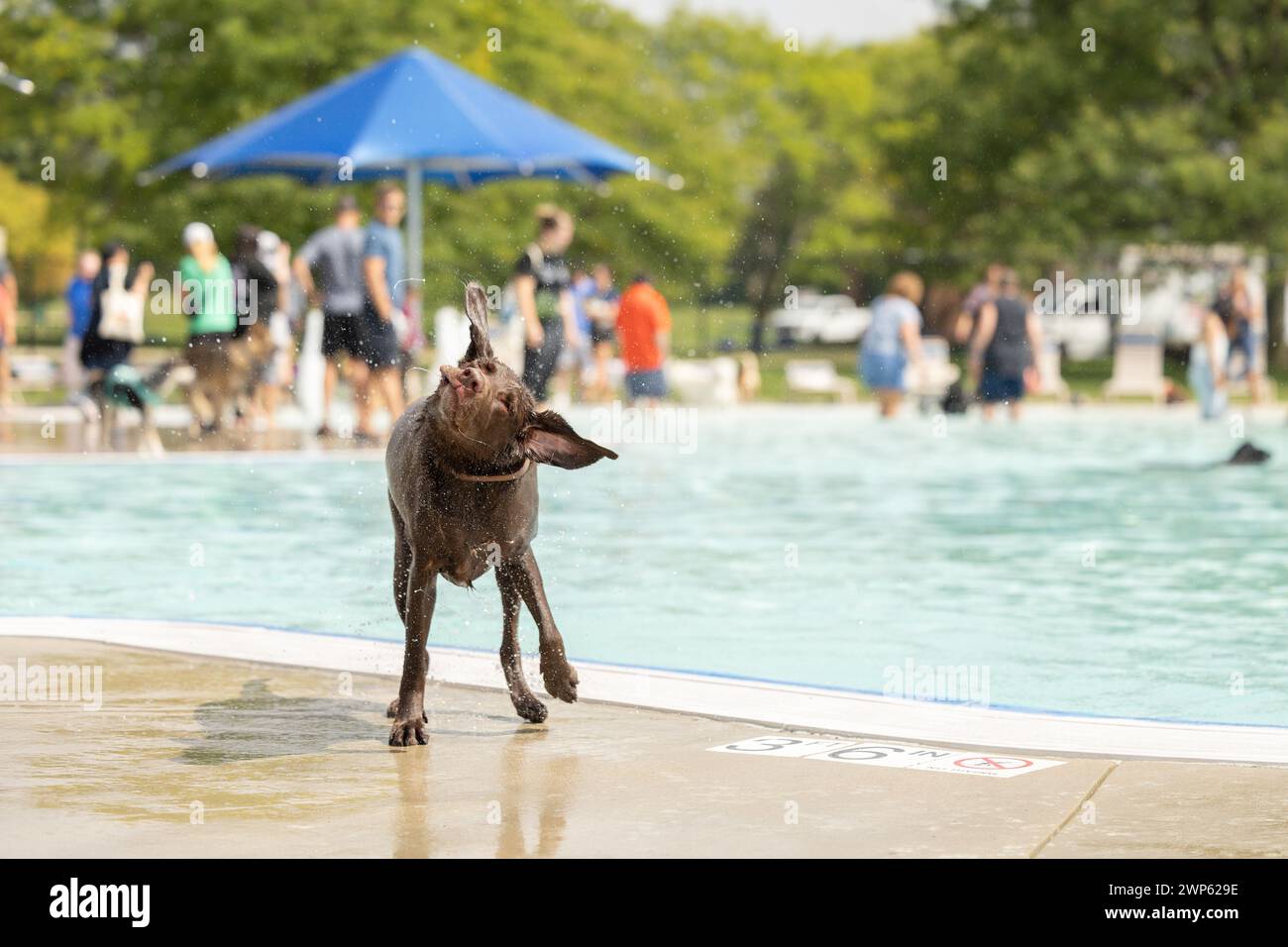 Ein brauner Hund schüttelt Wasser ab, wenn ein Hund in der Gemeinschaft schwimmt Stockfoto