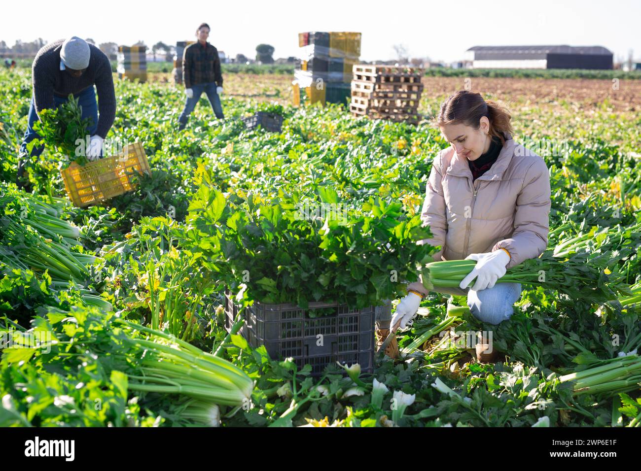 Frau, die Sellerie auf dem Gemüsefeld erntet Stockfoto