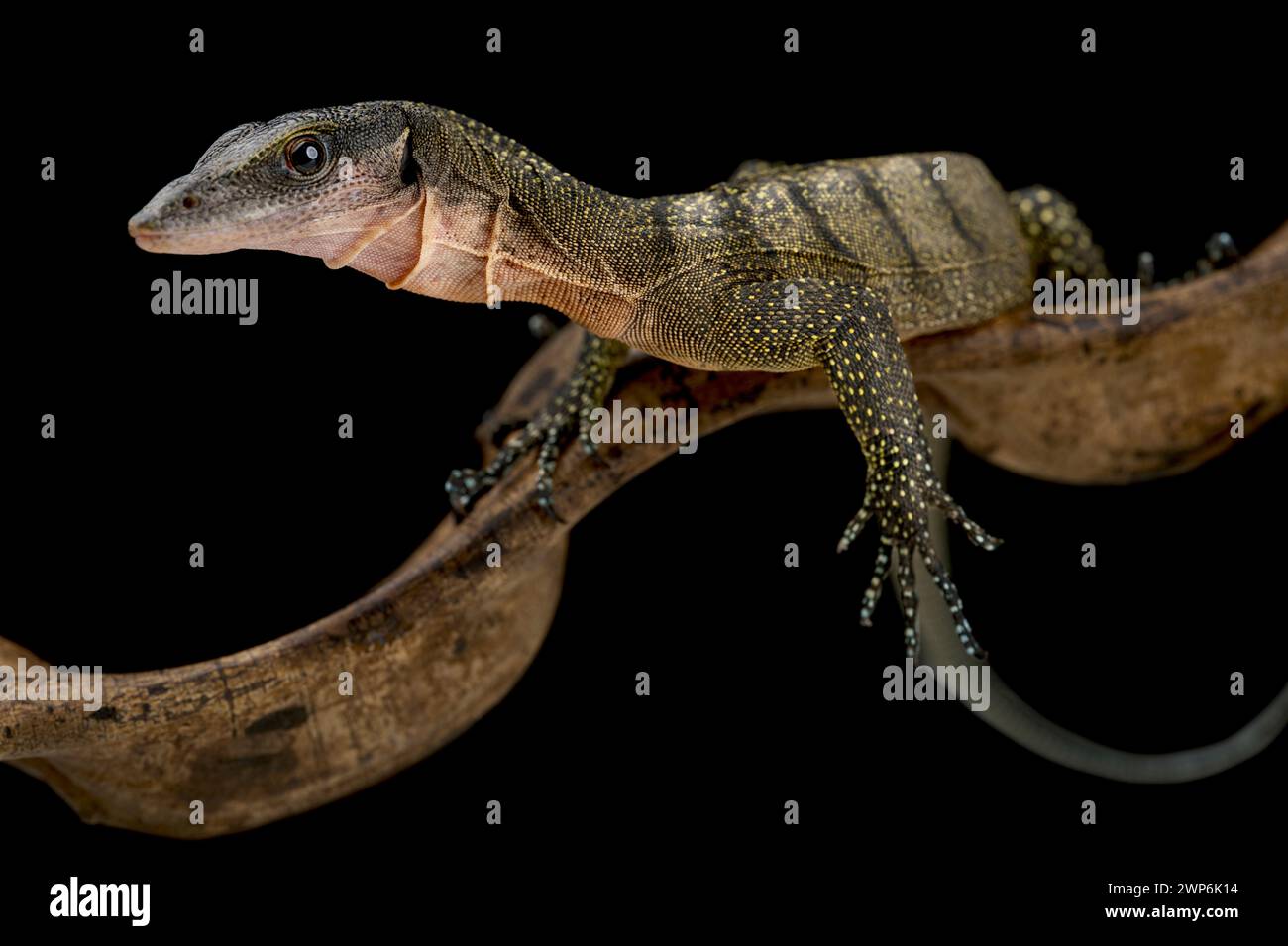 Pfirsichhaltiger Monitor (Varanus jobiensis) Stockfoto