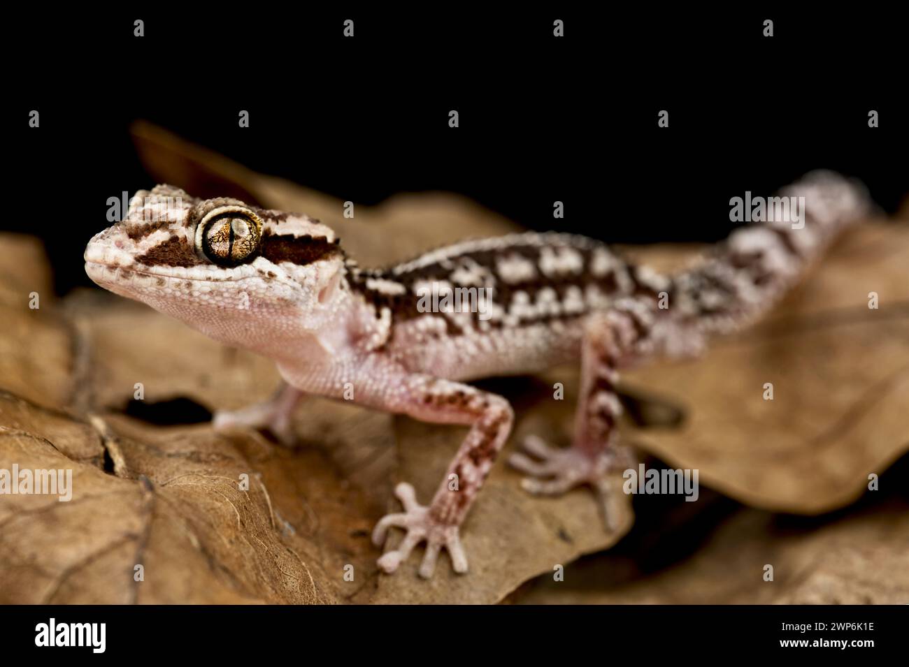 Ozelot Gecko (Paroedura picta) Stockfoto