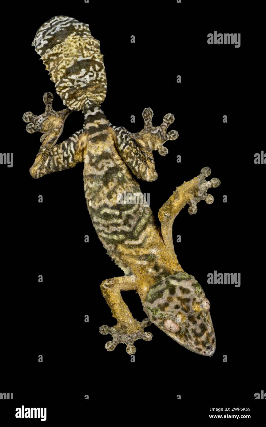 Henkel's Leaftailed Gecko (Uroplatus henkeli) Stockfoto