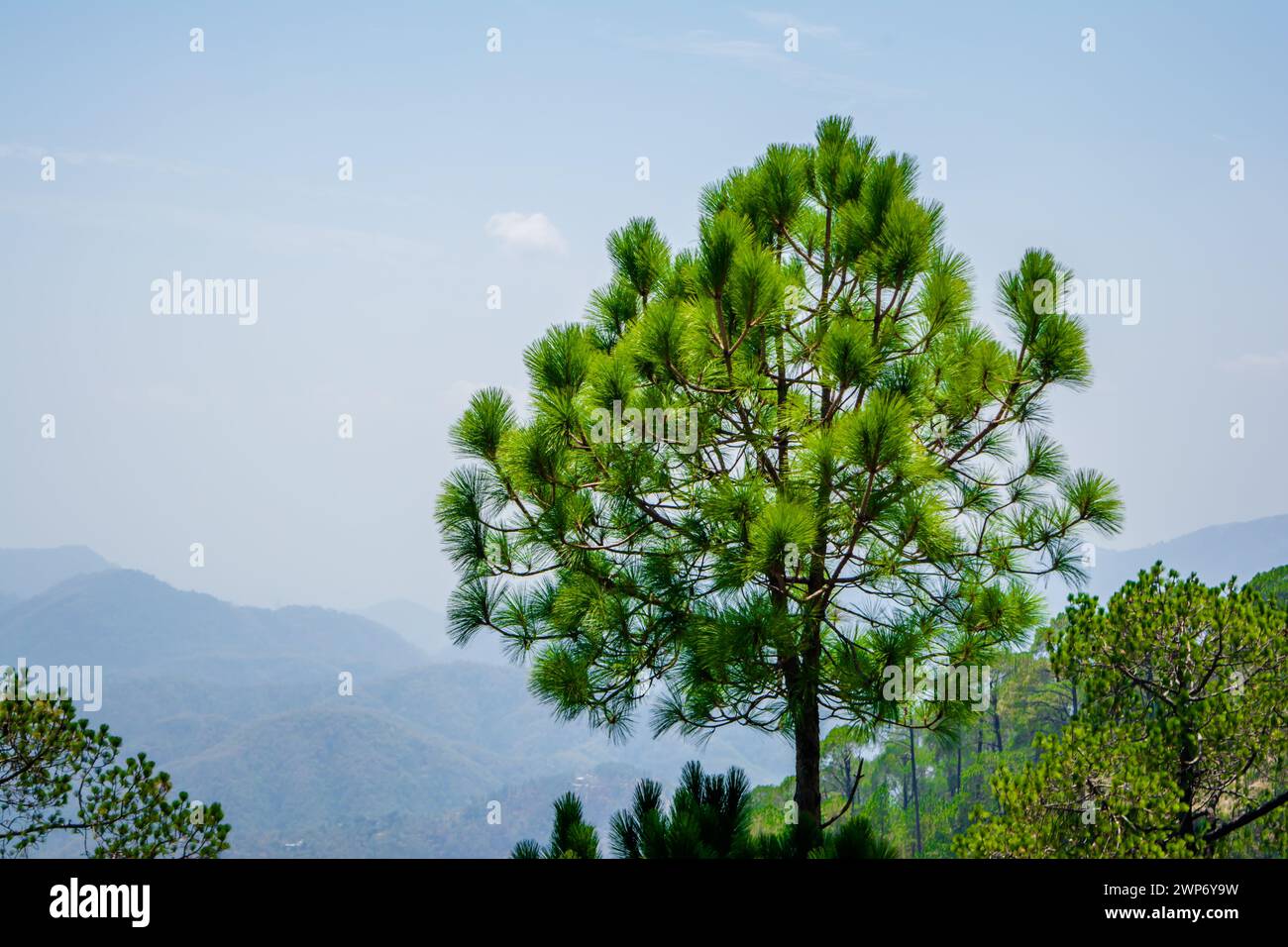 Wunderschöne grüne Berge und Täler von Lansdowne im Bezirk Garhwal, Uttarakhand. Lansdown Beautiful Hills. Die Schönheit der Natur auf dem Hügel Stockfoto