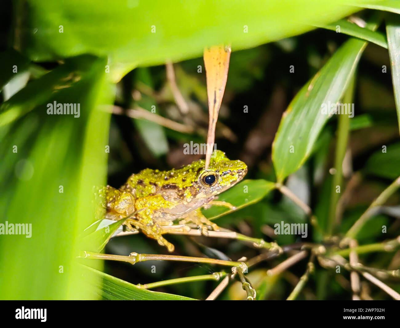 Peking, China. März 2024. Dieses Foto, das am 1. September 2023 aufgenommen wurde, zeigt eine neue Art von riechendem Frosch, den Odorrana leishanensis, im Naturschutzgebiet Leigong Mountain in der Provinz Guizhou im Südwesten Chinas. Quelle: Xinhua/Alamy Live News Stockfoto