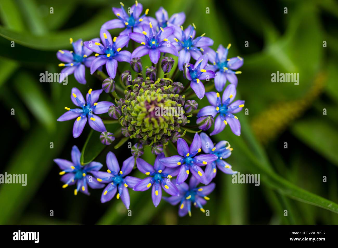 Portugiesische Squill schöne peruanische Lilie (scilla peruviana) Blume im Frühlingsgarten Lila bauchige Pflanze in der Blüte auf grünem natürlichem Hintergrund. Stockfoto